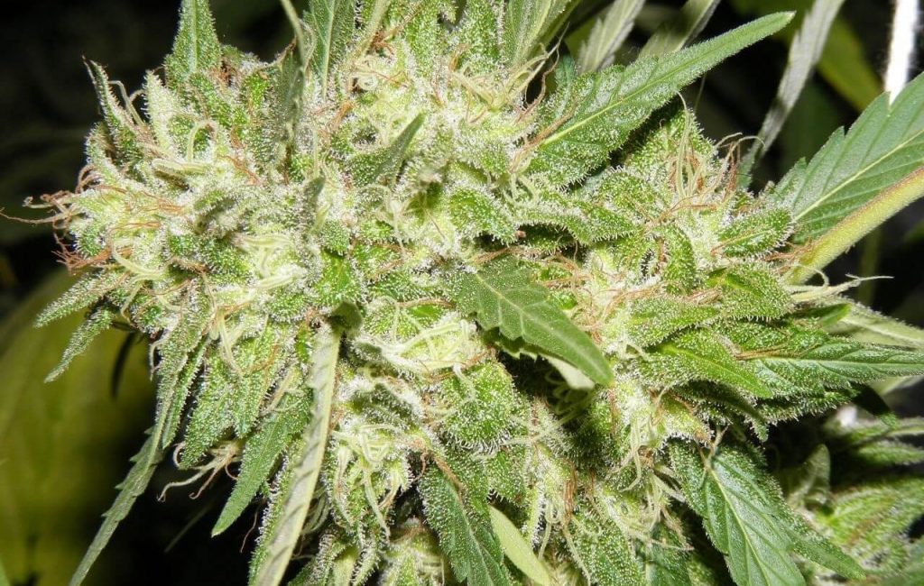 Auto Orange Bud – DUTCH PASSION