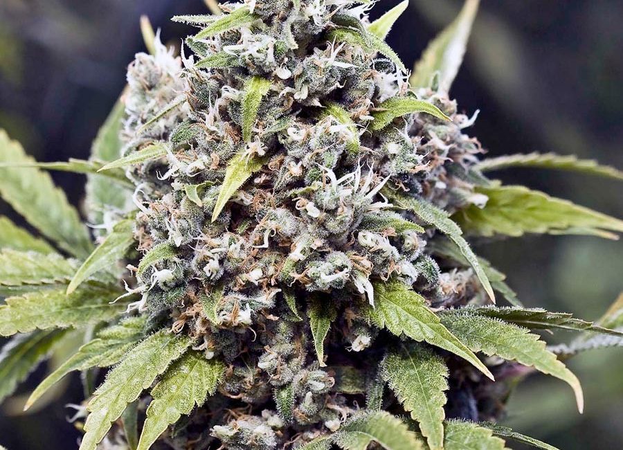 Auto Bubble – Female Seeds