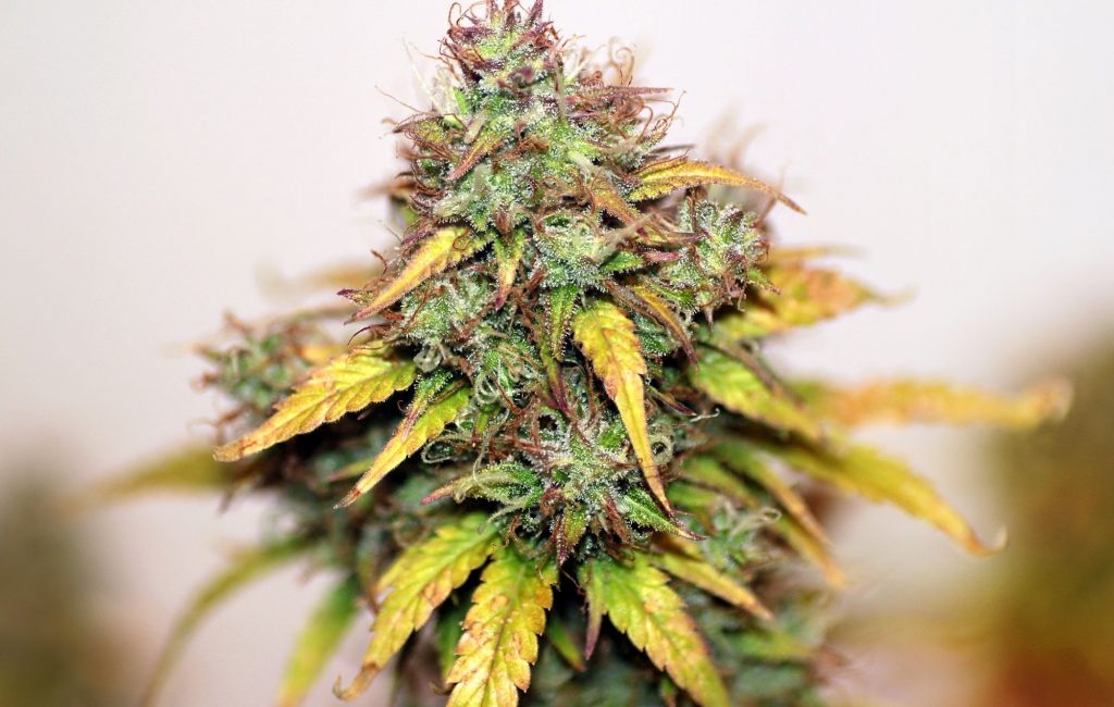 Royal Queen Seeds Bubble Kush