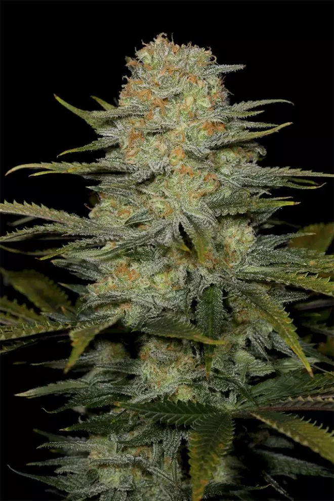 Dinafem Seeds Amnesia